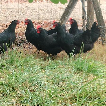 Gite La Grange aux Oiseaux Conne-de-Labarde Extérieur photo
